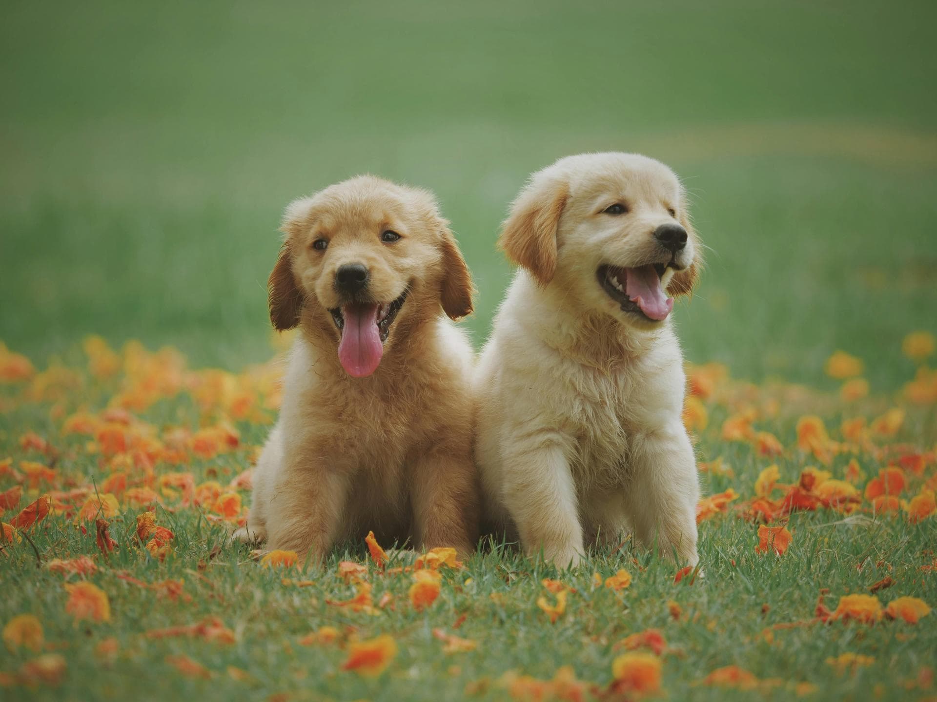 Best Vets in Aspen
