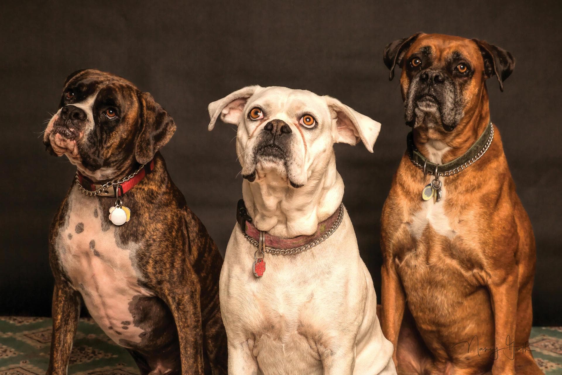 Emergency vets in Mancos